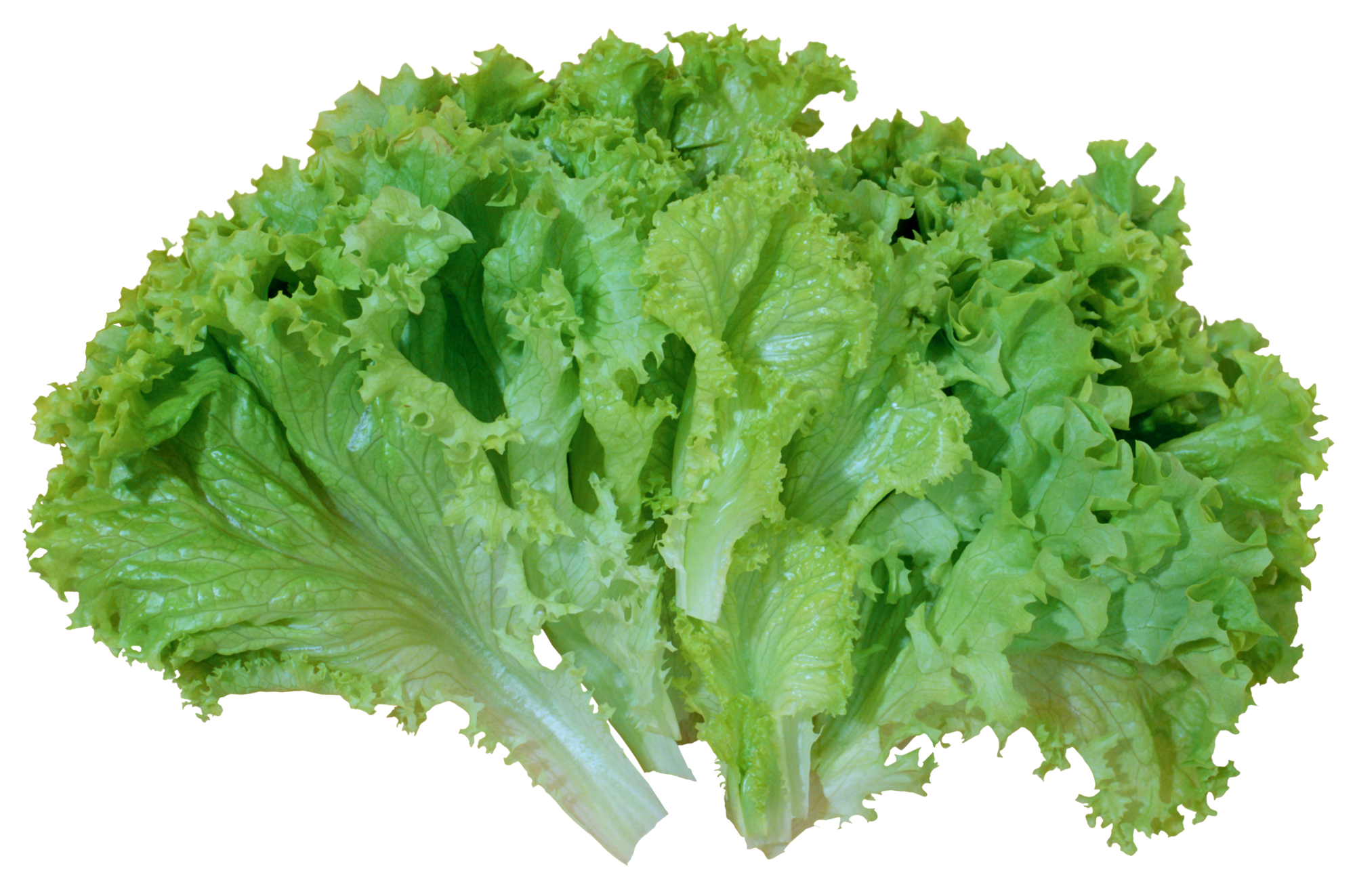 Lechuga